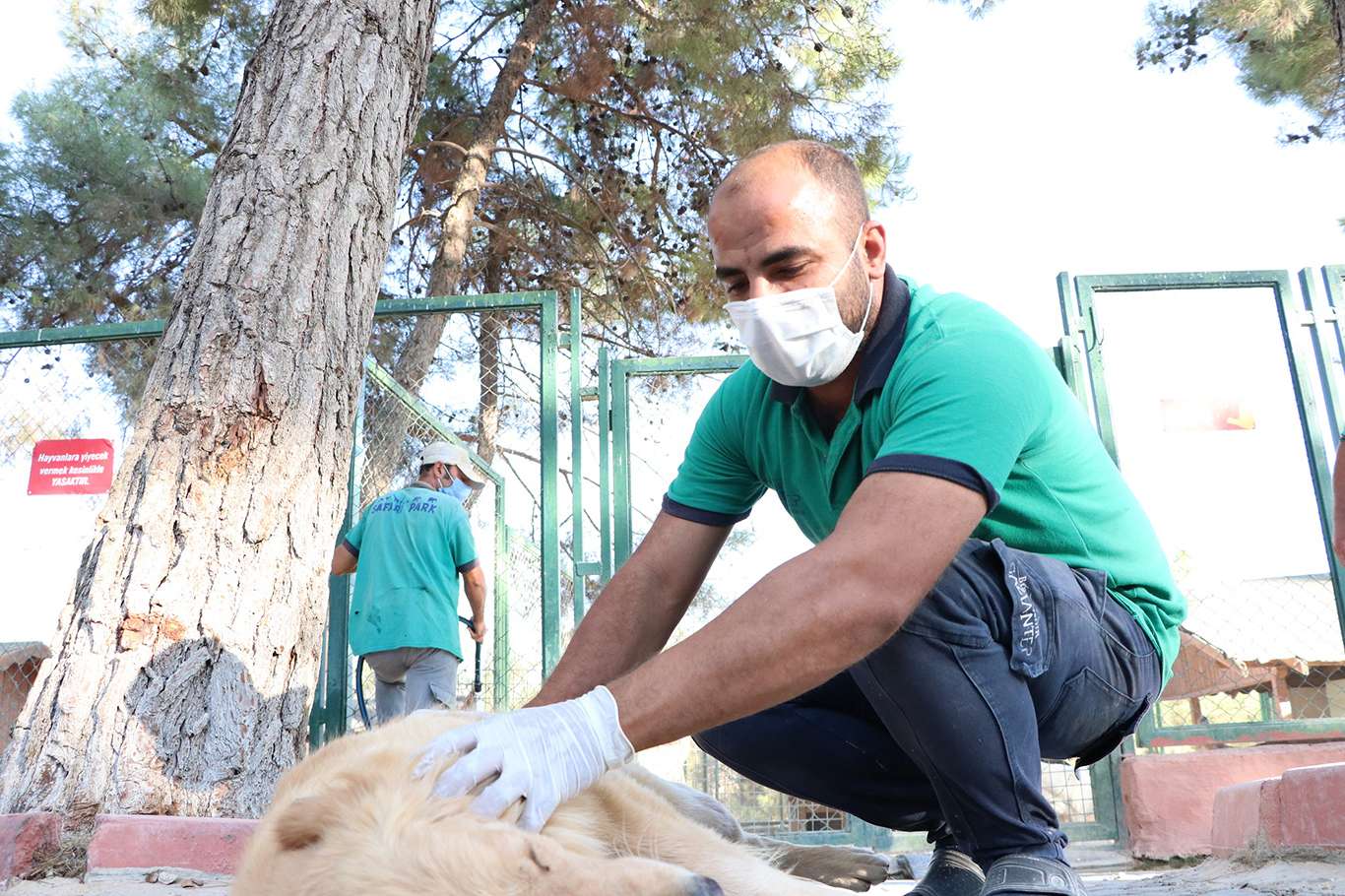 Gaziantep Te Sokak Hayvanlari Icin Yeni Barinak Yapilacak Dogruhaber