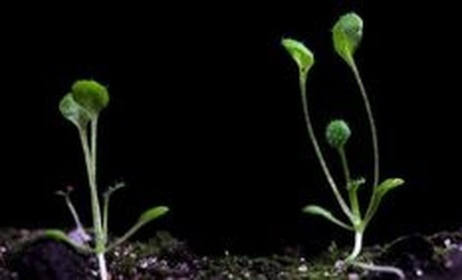 Bilim insanları, karanlıkta bitki yetiştirmeyi başardı