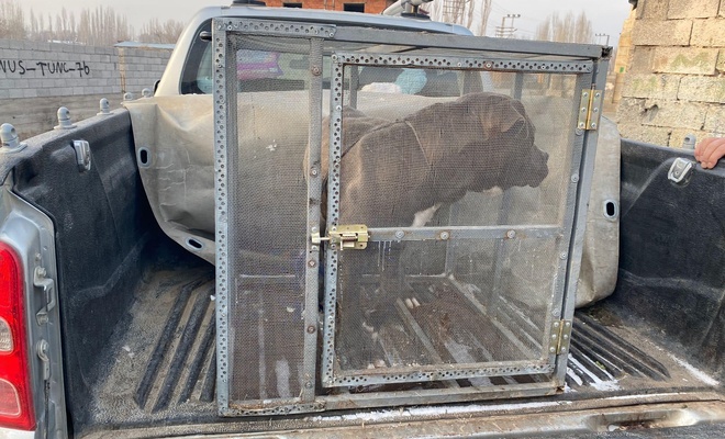 Sokağa terk edilen pitbull, hayvan bakım merkezine götürüldü