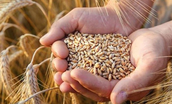 Hindistan'dan buğday ithal edildi mi?