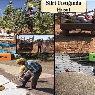 Siirtli fıstık üreticilerine erken hasat uyarısı, Nusaybin Medya