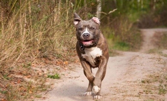 Yasaklı tür olarak belirlenen altı köpek cinsinin kayıt altına alınması için yarın son gün