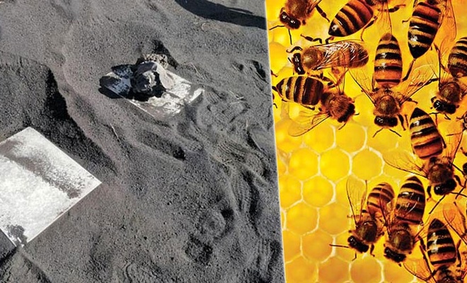 Subhanallah! Yanardağın püskürttüğü küllerin altında kalan arılar 50 gün sonra canlı çıktı