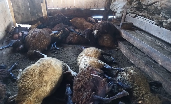 Ağıla giren kurtlar tam 40 koyunu öldürdü