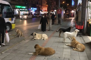 Türkiye'deki başıboş köpek sorunu dünya gündeminde!