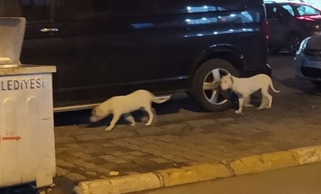 Mahalleli başıboş Pitbull köpeklerinden rahatsız