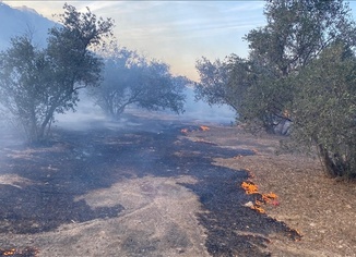 Antalya'da yangında zeytin ağaçları zarar gördü