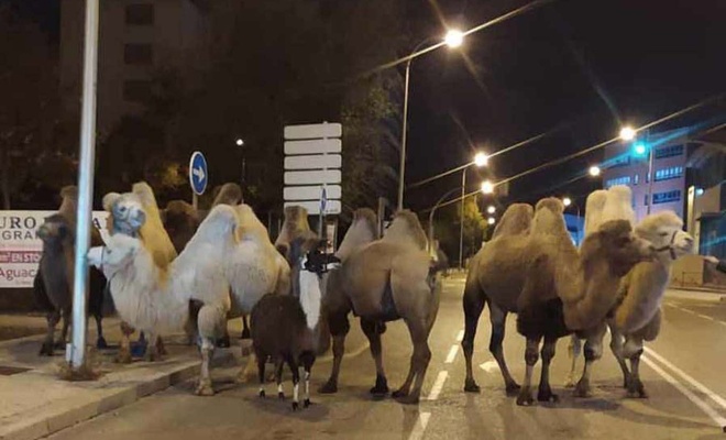İspanya'da develer sirkten kaçtı