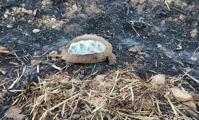 Tarla yangınında kaplumbağalar telef oldu