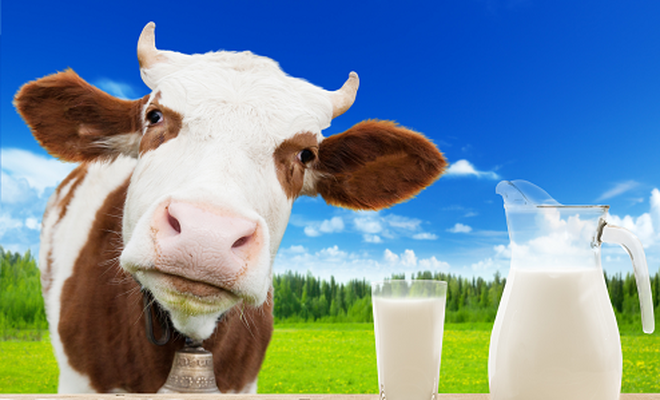 İçme sütü üretimi arttı