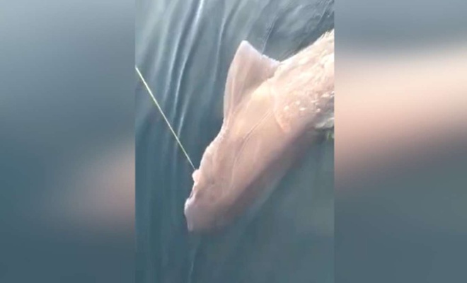 Çanakkale Boğazı'nda 3 metre uzunluğunda köpek balığı yakalandı