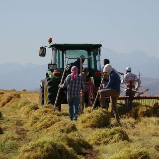 Çiftçilere hibe desteğiyle kırmızı mercimek tohumu dağıtılacak, Nusaybin Medya