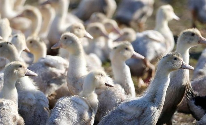 Kuş gribi nedeniyle 93 bin ördek itlaf edildi!