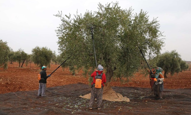 Gaziantep’te zeytin üretimi ve verimi artıyor