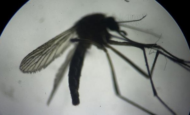 Sağlık Bakanlığı’ndan AIDS uyarısı: Kapı kolundan sivrisinekten bulaşmaz