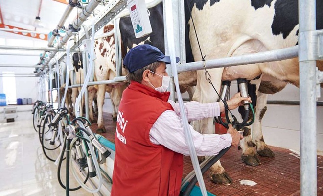 Süt sektörü: Üreticilerimiz hayvanlarını kesip satıyor!
