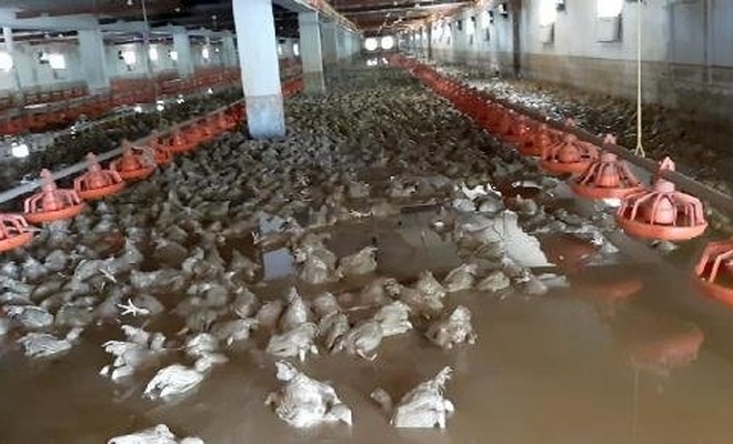 Düzce'deki selde yüz binlerce hayvan can verdi
