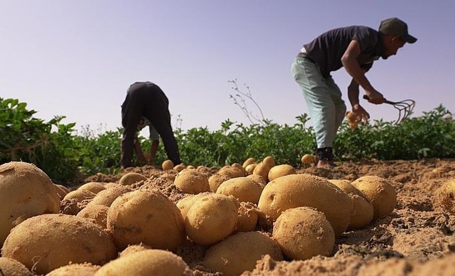 Cezayir Sahra Çölü'ndeki kum tepelerini sebze bahçelerine dönüştürdü