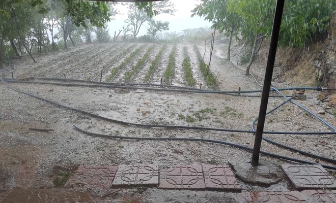 Siirt'te dolu yağışı domates fidelerini vurdu