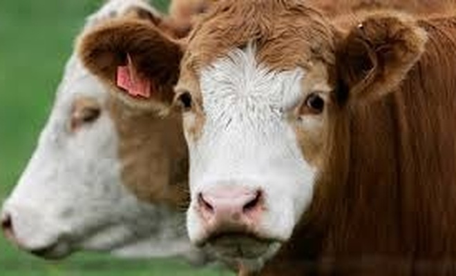 Almanya'da ineklere tuvalet eğitimi veriliyor