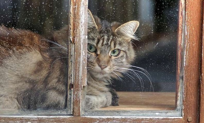 Avustralya'da kedilerin sokağa çıkması yasaklandı