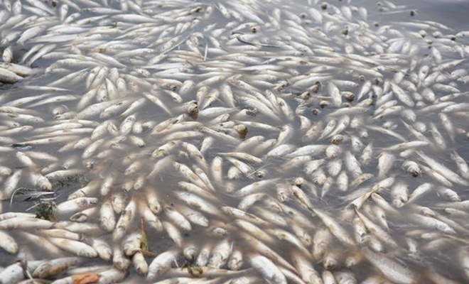 Siverek'teki baraj gölünde toplu balık ölümleri