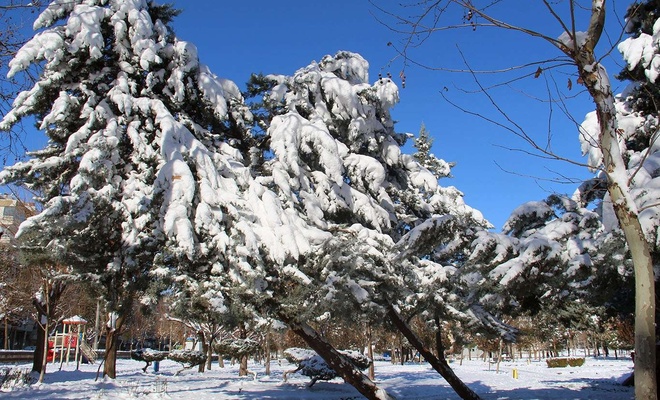 Diyarbakır'da karın ağırlığına dayanmayan ağaçlar yan yattı