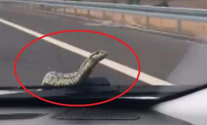 Muş'ta arabaya giren yılan İstanbul'a kadar aileyle birlikte yolculuk yaptı
