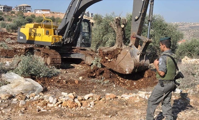 Filistinlilere ait 250 zeytin ağacı söküldü!