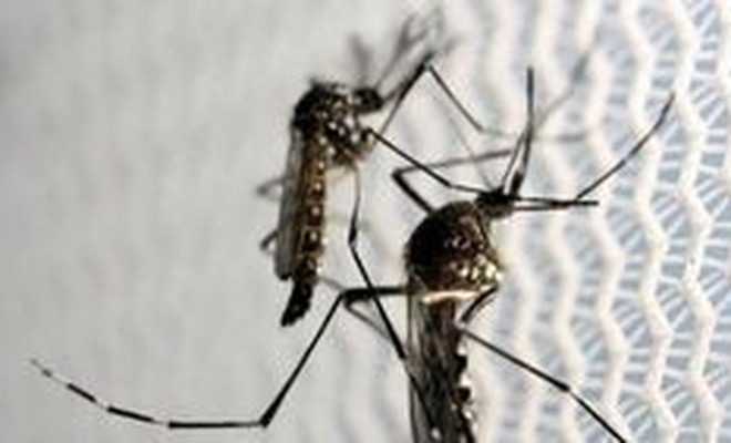 Bilim insanlarından Zika virüsü uyarısı