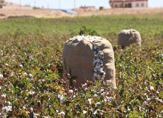 'Şanlıurfa pamuğu' tescillendi