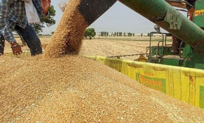 Hindistan buğday ihracatını "acil" yasakladı