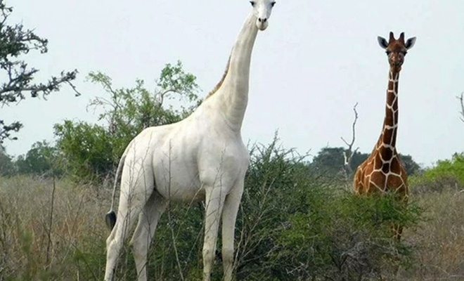 Kenya'da tek dişi beyaz zürafa ve yavrusu öldürüldü