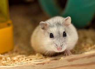 132 hamsterın kaçtığı uçak havalanamadı