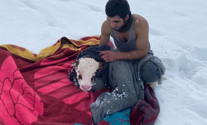 Çobanın karda doğan buzağıya şefkati duygulandırdı