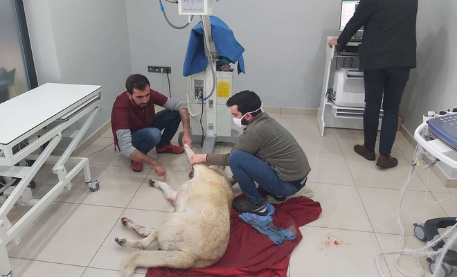 Malatya'da yaralı halde bulunan köpek tedavi edildi